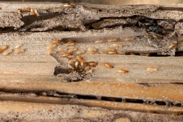 Best Mosquito Control Services  in Hlsboro, IL